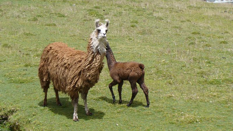 Illampu Trek Steves (31).JPG